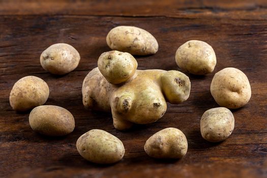 Potatoes forming a round around an extraordinary specimen