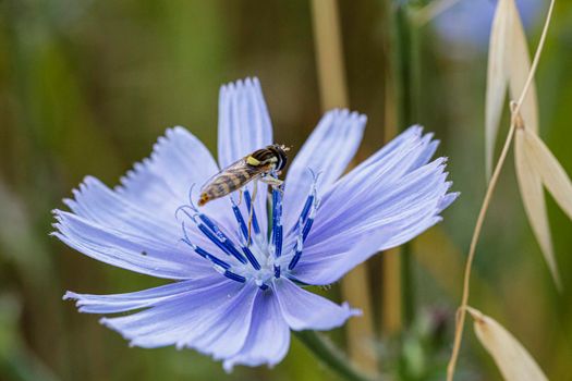 Syrphidae Latreille false bee insect resting on purple flower. High quality photo