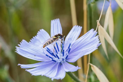 Syrphidae Latreille false bee insect resting on purple flower. High quality photo