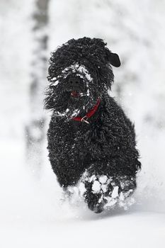 Happy black long-haired dog in the snow. The big dog is glad of the snow. A black dog in the snow. Russian black terrier walking in a snowy park. What happens if you walk your dog in winter.