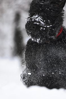 Happy black long-haired dog in the snow. The big dog is glad of the snow. A black dog in the snow. Russian black terrier walking in a snowy park. What happens if you walk your dog in winter.