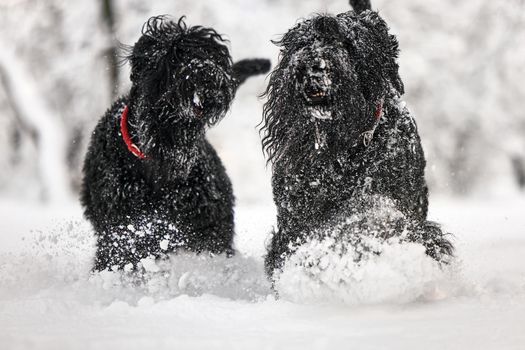 Two happy black long-haired dogs in the snow. The big dog is glad of the snow. A black dog in the snow. Russian black terrier walking in a snowy park. What happens if you walk your dog in winter.