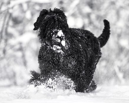 Happy black long-haired dog in the snow. The big dog is glad of the snow. A black dog in the snow. Russian black terrier walking in a snowy park. What happens if you walk your dog in winter.