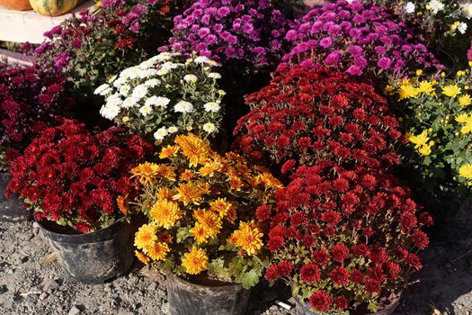 Chrysanthemums in Pots for House Outdoor Decoration. Colorful Autumn Pot Flowers In Flower Market. Close-up. Flower background. High quality photo