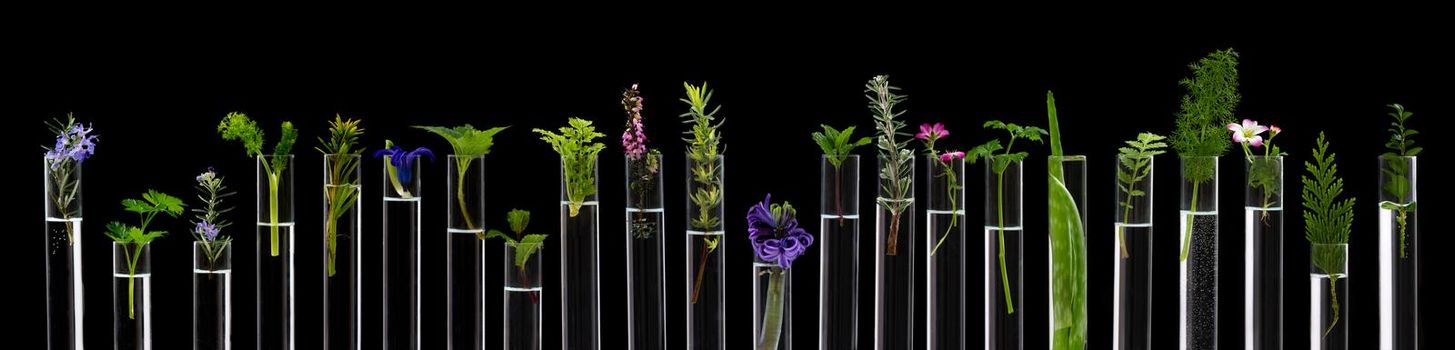 Panoramic of flowers and medicinal plants aligned in test tubes on a black background