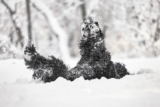 Happy black long-haired dog in the snow. The big dog is glad of the snow. A black dog in the snow. Russian black terrier walking in a snowy park. What happens if you walk your dog in winter.