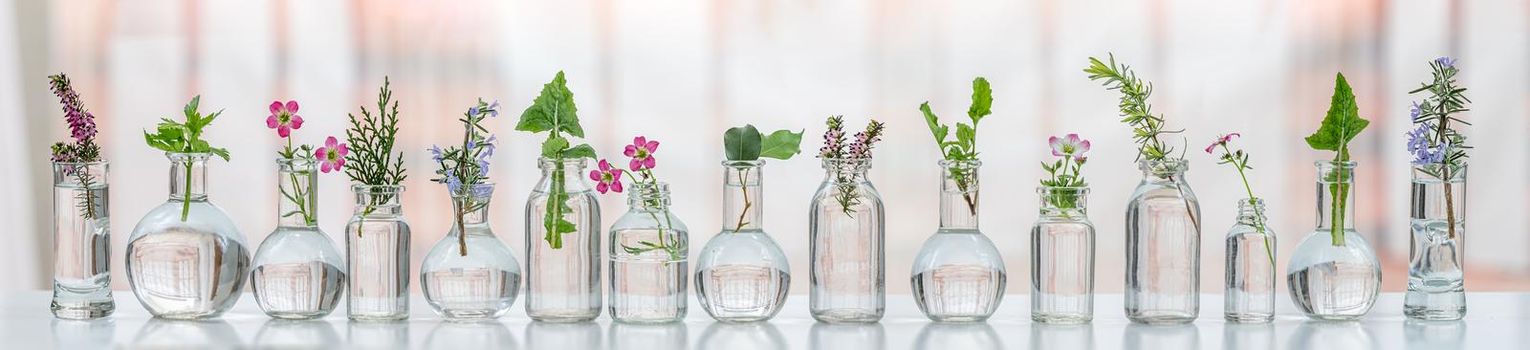Panoramic of Flowers and medicinal plants lined up in small bottles