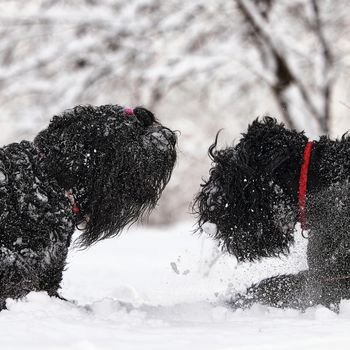 Two happy black long-haired dogs in the snow. The big dog is glad of the snow. A black dog in the snow. Russian black terrier walking in a snowy park. What happens if you walk your dog in winter.