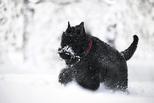 Happy black long-haired dog in the snow. The big dog is glad of the snow. A black dog in the snow. Russian black terrier walking in a snowy park. What happens if you walk your dog in winter.