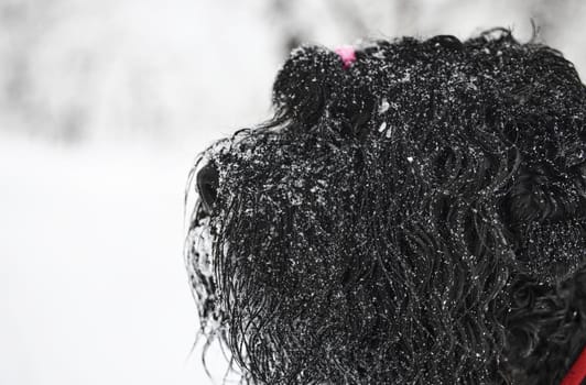 Happy black long-haired dog in the snow. The big dog is glad of the snow. A black dog in the snow. Russian black terrier walking in a snowy park. What happens if you walk your dog in winter.