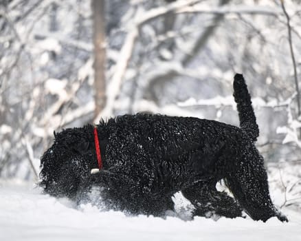 Happy black long-haired dog in the snow. The big dog is glad of the snow. A black dog in the snow. Russian black terrier walking in a snowy park. What happens if you walk your dog in winter.