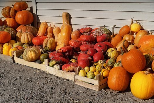 pumpkin variety of different shapes and kinds on the farm store counter in the country. Good decorations for Halloween celebration. Close-up. Pumpkin Background. High quality photo