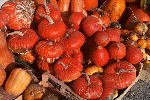 Red Turban Pumpkins in Wooden Box for Vegetables. Big Autumn Pumpkin Harvest. Lots of Pumpkins. Close-up. Pumpkins Background. High quality photo