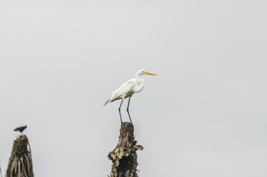 Great Egret Egretta alba fording mangroves in the Villa swamps in Lima - Peru