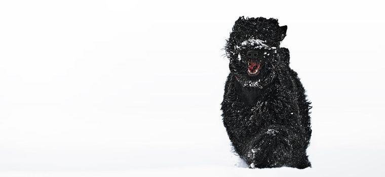 Happy black long-haired dog in the snow. Big dog is glad of the snow. A black dog in the snow. Russian black terrier walking in a snowy park. What happens if you walk your dog in winter.