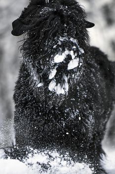 Happy black long-haired dog in the snow. Big dog is glad of the snow. A black dog in the snow. Russian black terrier walking in a snowy park. What happens if you walk your dog in winter.