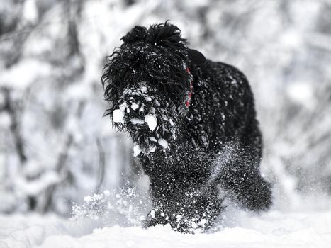 Happy black long-haired dog in the snow. The big dog is glad of the snow. A black dog in the snow. Russian black terrier walking in a snowy park. What happens if you walk your dog in winter.