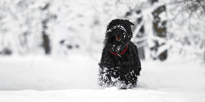 Happy black long-haired dog in the snow. The big dog is glad of the snow. A black dog in the snow. Russian black terrier walking in a snowy park. What happens if you walk your dog in winter.