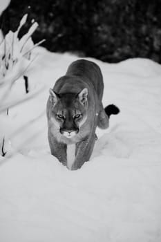 Puma in the winter woods, Mountain Lion look. Mountain lion hunts in a snowy forest. Wild cat on snow. Eyes of a predator stalking prey. Portrait of a big cat.