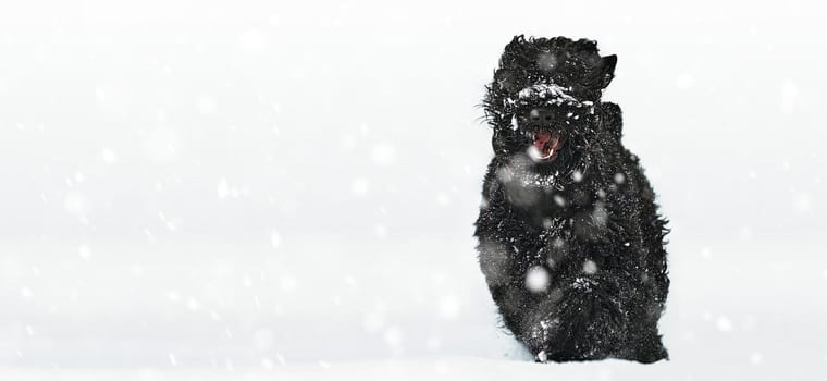 Happy black long-haired dog in the snow. Big dog is glad of the snow. A black dog in the snow. Russian black terrier walking in a snowy park. What happens if you walk your dog in winter.