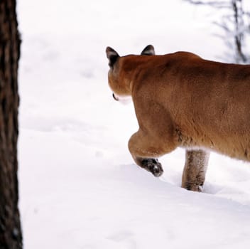 Puma in the winter woods, Mountain Lion look. Mountain lion hunts in a snowy forest. Wild cat on snow. Eyes of a predator stalking prey. Portrait of a big cat.