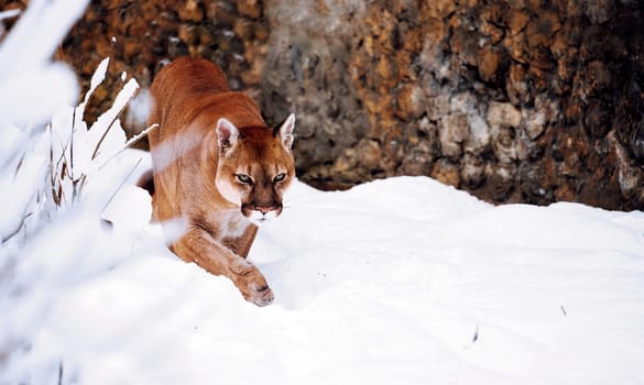 Puma in the winter woods, Mountain Lion look. Mountain lion hunts in a snowy forest. Wild cat on snow. Eyes of a predator stalking prey. Portrait of a big cat.