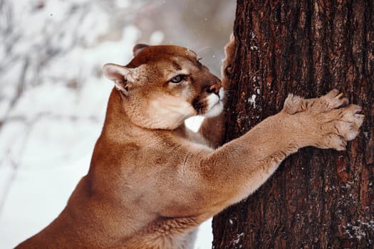 Beautiful Portrait of a Canadian Cougar. mountain lion, puma, cougar behind a tree. cougar sharpens its claws on a tree. Winter scene in the woods. wildlife America. Portrait of a big cat.