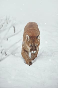 Puma in the winter woods, Mountain Lion look. Mountain lion hunts in a snowy forest. Wild cat on snow. Eyes of a predator stalking prey. Portrait of a big cat.