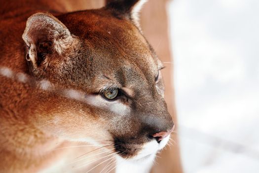 Puma in the winter woods, Mountain Lion look. Mountain lion hunts in a snowy forest. Wild cat on snow. Eyes of a predator stalking prey. Portrait of a big cat.