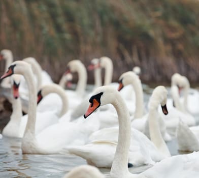 Portrait of beautiful Swan - Cygnus olor. Swans gather for wintering on the pond.