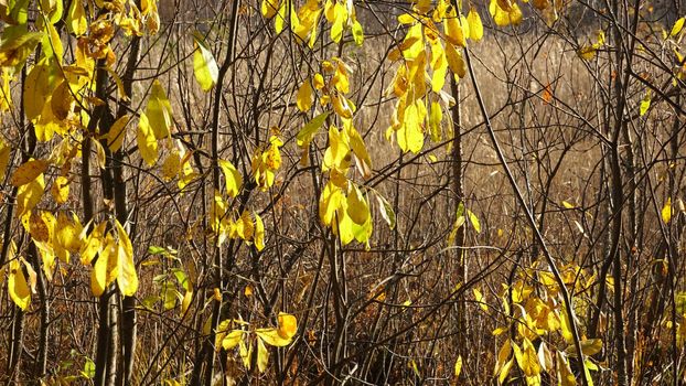 Withered yellow grass in the swamp in autumn. Trees with yellow foliage. Nature is preparing for winter