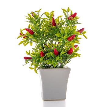 Small decorative chilli pepper plant in a ceramic vase isolated on white background.