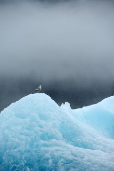 blue iceberg floating in alaska