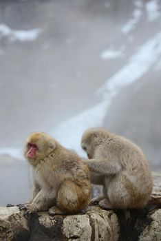 snow monkey with hot springs in nagano japan