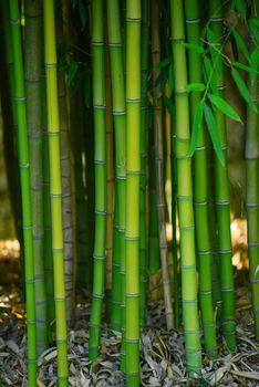 green bamboo grove