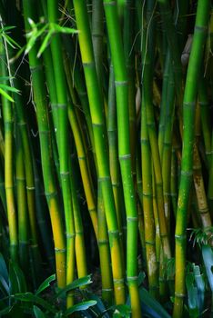 green bamboo tree in a garden