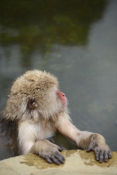 snow monkey with hot springs in nagano