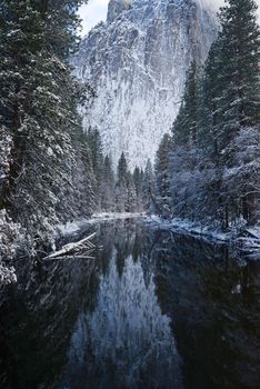 Snow covered tree in yosemite with reflection
