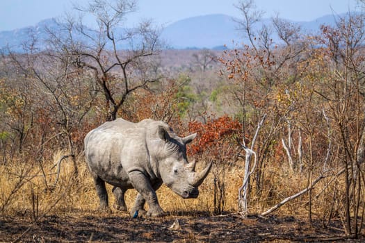 Specie Ceratotherium simum simum family of Rhinocerotidae