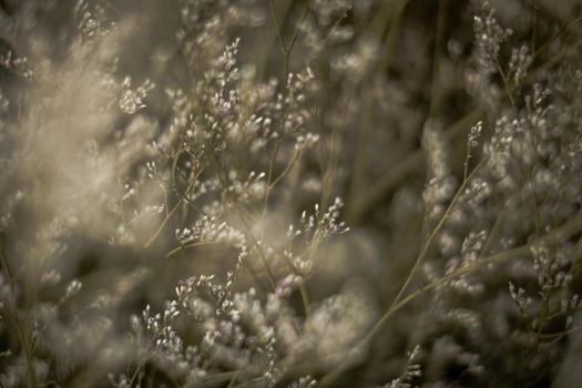 Contrast brown grey light. Abstract real nature photo background. Macro meadow field grass flower wheat herb. Seasons autumn winter spring summer tone stock collection. Blur vintage effect minimalism.