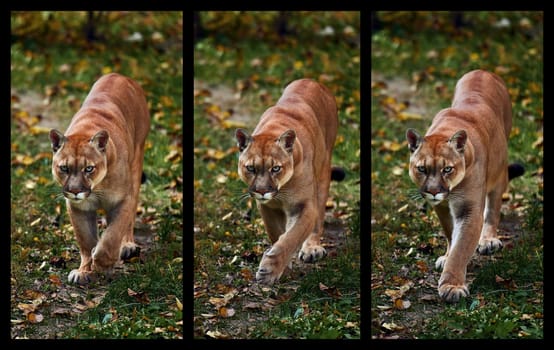 Portrait of Beautiful Puma in autumn forest, three frames in dynamics. American cougar - mountain lion, striking pose, scene in the woods. Wildlife America.