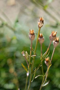 Blue Baloon flower Semiplenum seed pods - Latin name - Platycodon grandiflorus Semiplenum