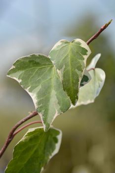 Algerian ivy Glorie de Marengo leaves - Latin name - Hedera algeriensis Glorie de Marengo