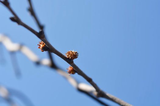 Weeping wych elm branch with flower buds - Latin name - Ulmus glabra Pendula