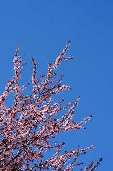 Black Cherry Plum branches with flowers against blue sky - Latin name - Prunus cerasifera Nigra