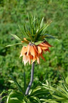 Crown imperial flowers - Latin name - Fritillaria imperialis