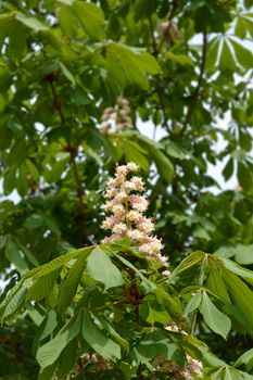 Common horse chestnut flowers - Latin name - Aesculus hippocastanum