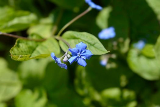 Blue-eyed Mary flowers - Latin name - Omphalodes verna