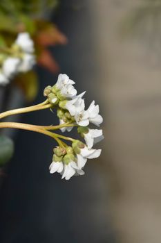 Bergenia Bressingham White flowers - Latin name - Bergenia Bressingham White