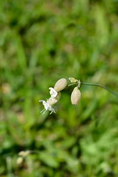 Bladder campion flowers - Latin name - Silene vulgaris